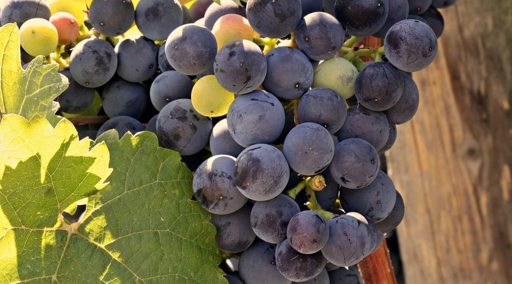 wine, grapes, grapevine