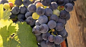 wine, grapes, grapevine